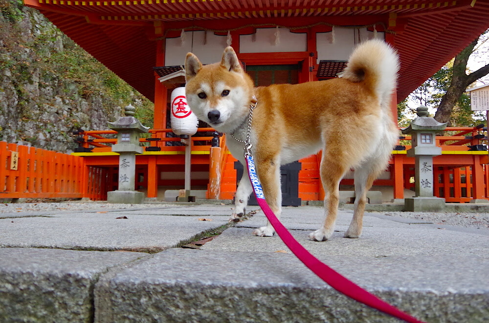 各大高校篮球赛火热进行，学子青春展现无限活力，2020年大学生篮球比赛